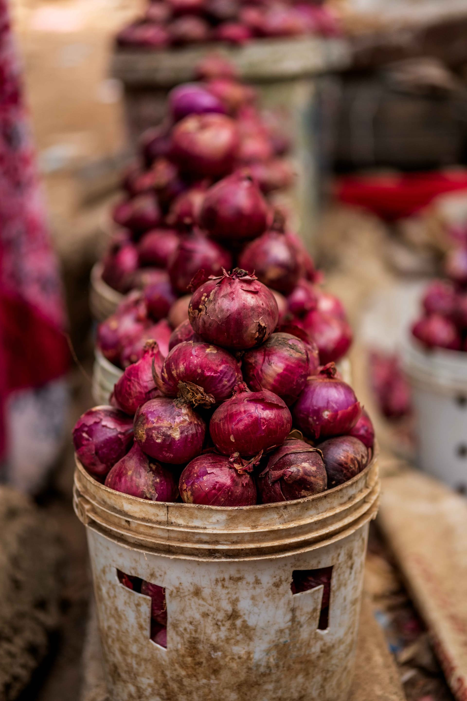 Oignons de saison