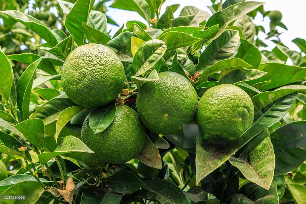 Oranges
