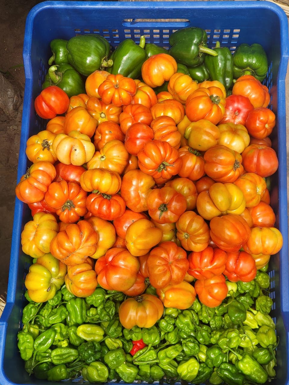 Tomates fraîches